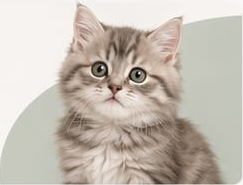 Gatinho em fundo verde suave
